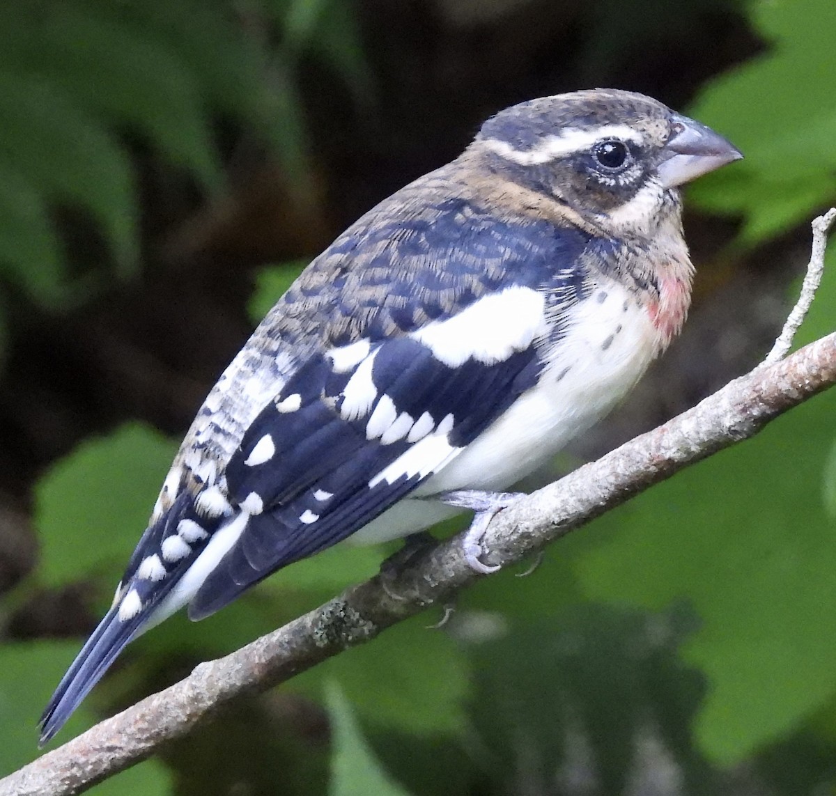 Rose-breasted Grosbeak - ML641998593