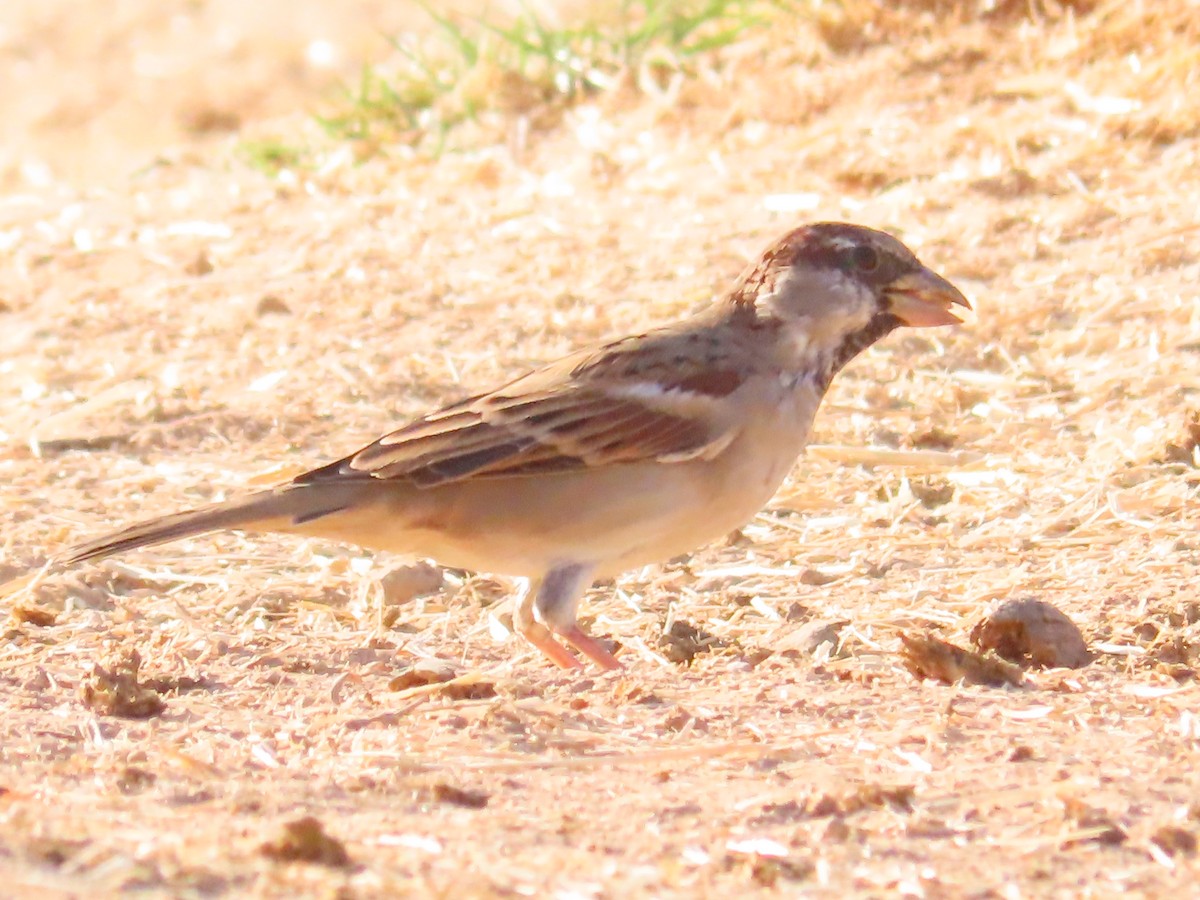 House Sparrow - ML641998604