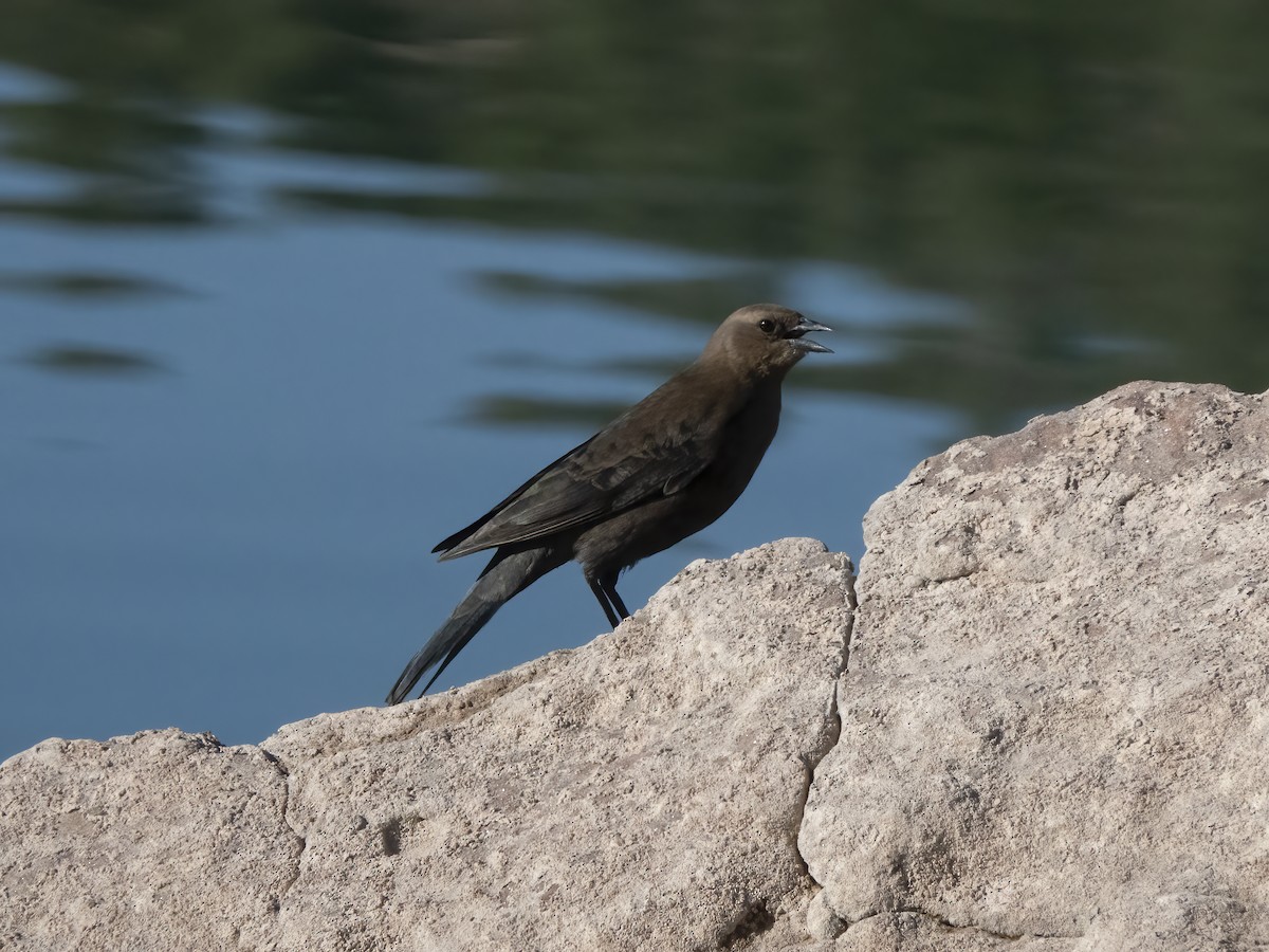 Brewer's Blackbird - ML641998620