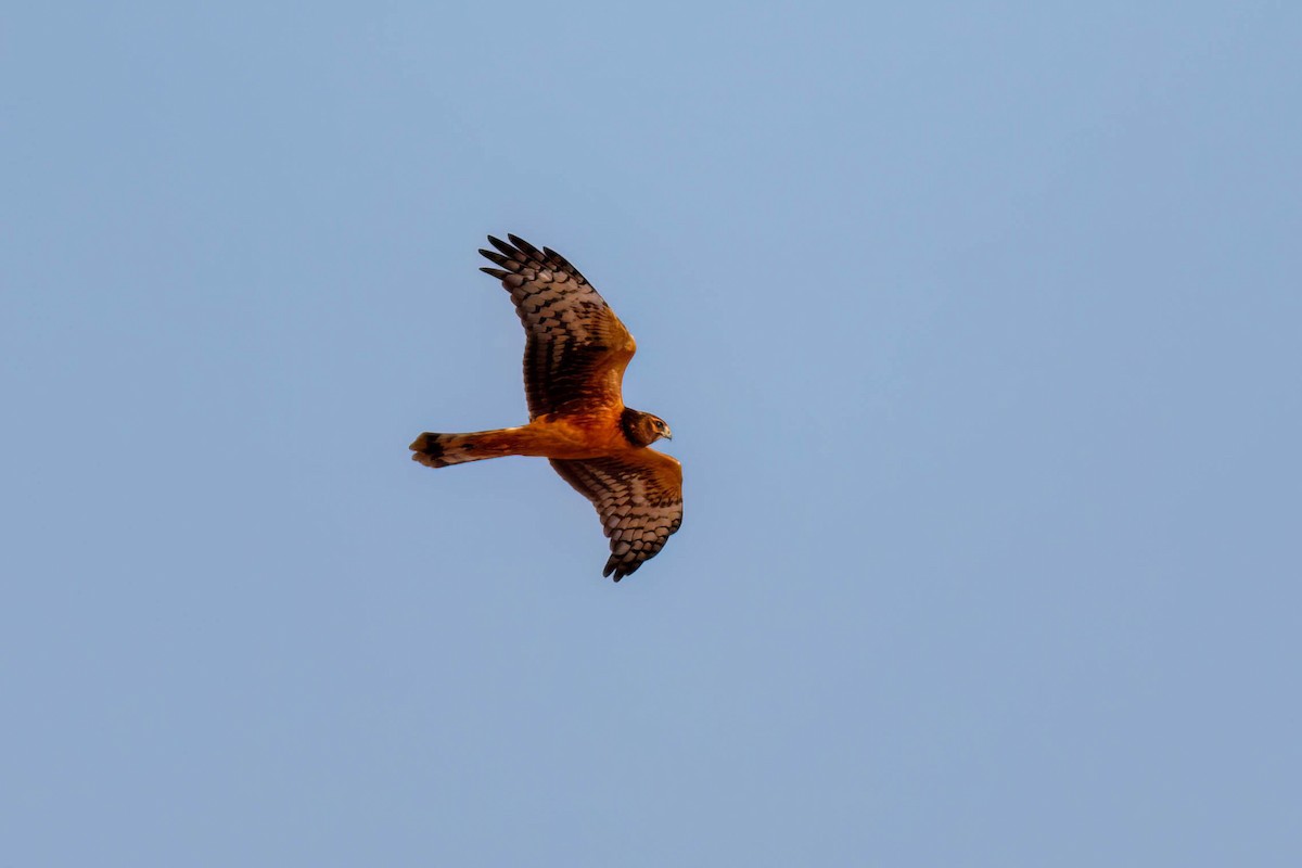 Northern Harrier - ML641998626