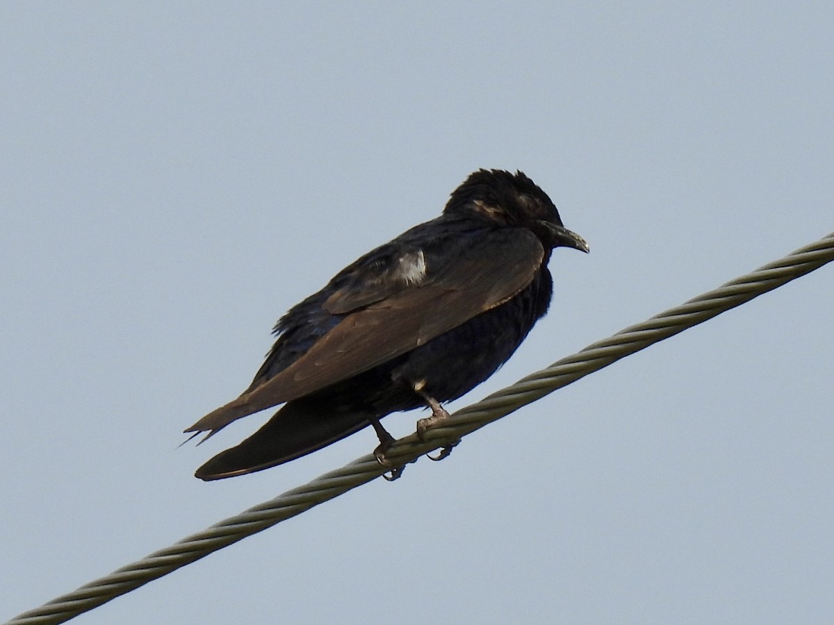 Hirondelle noire - ML641998639