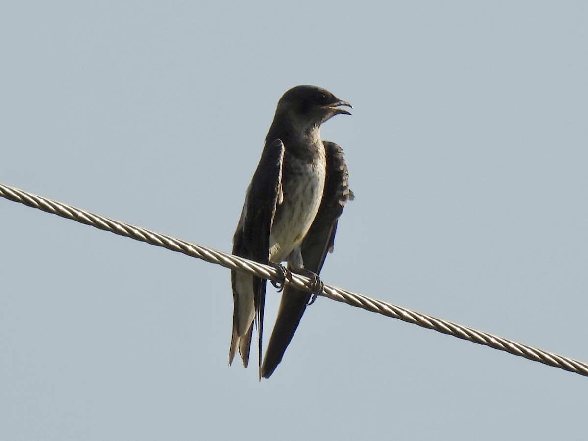 Hirondelle noire - ML641998640