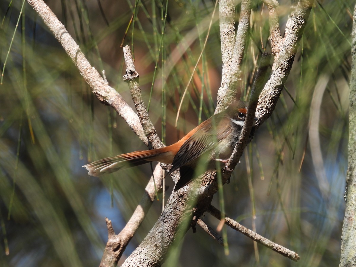 Australian Rufous Fantail - ML641998643