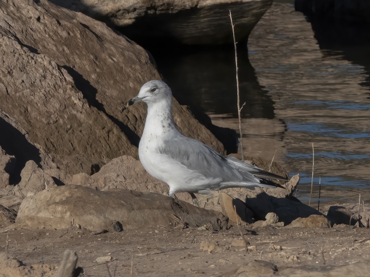 Ring-billed Gull - ML641998645