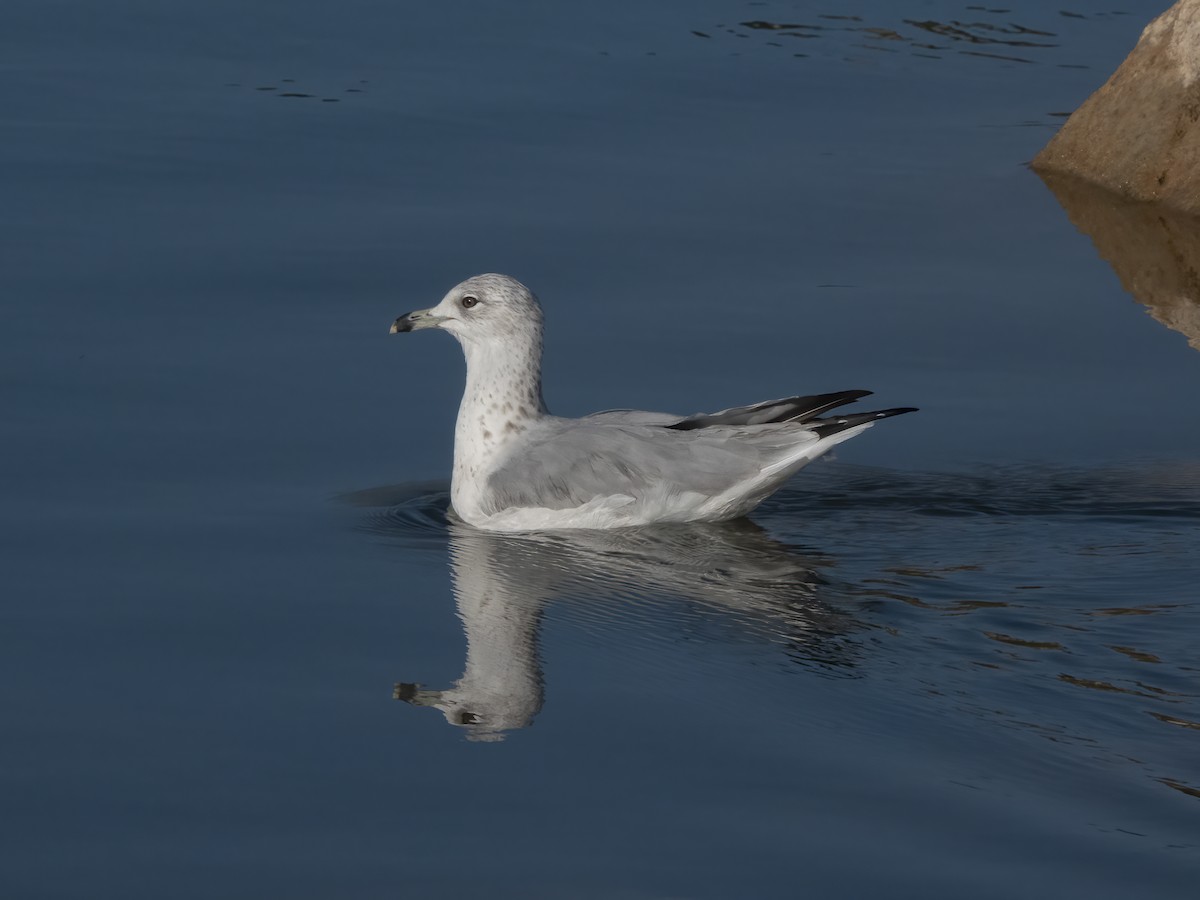 Ring-billed Gull - ML641998646