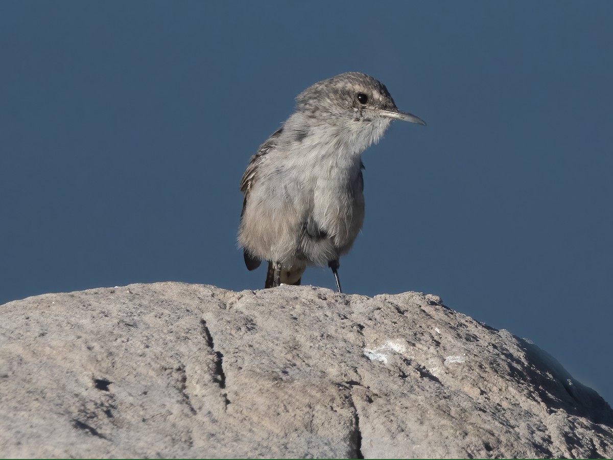 Rock Wren - ML641998656
