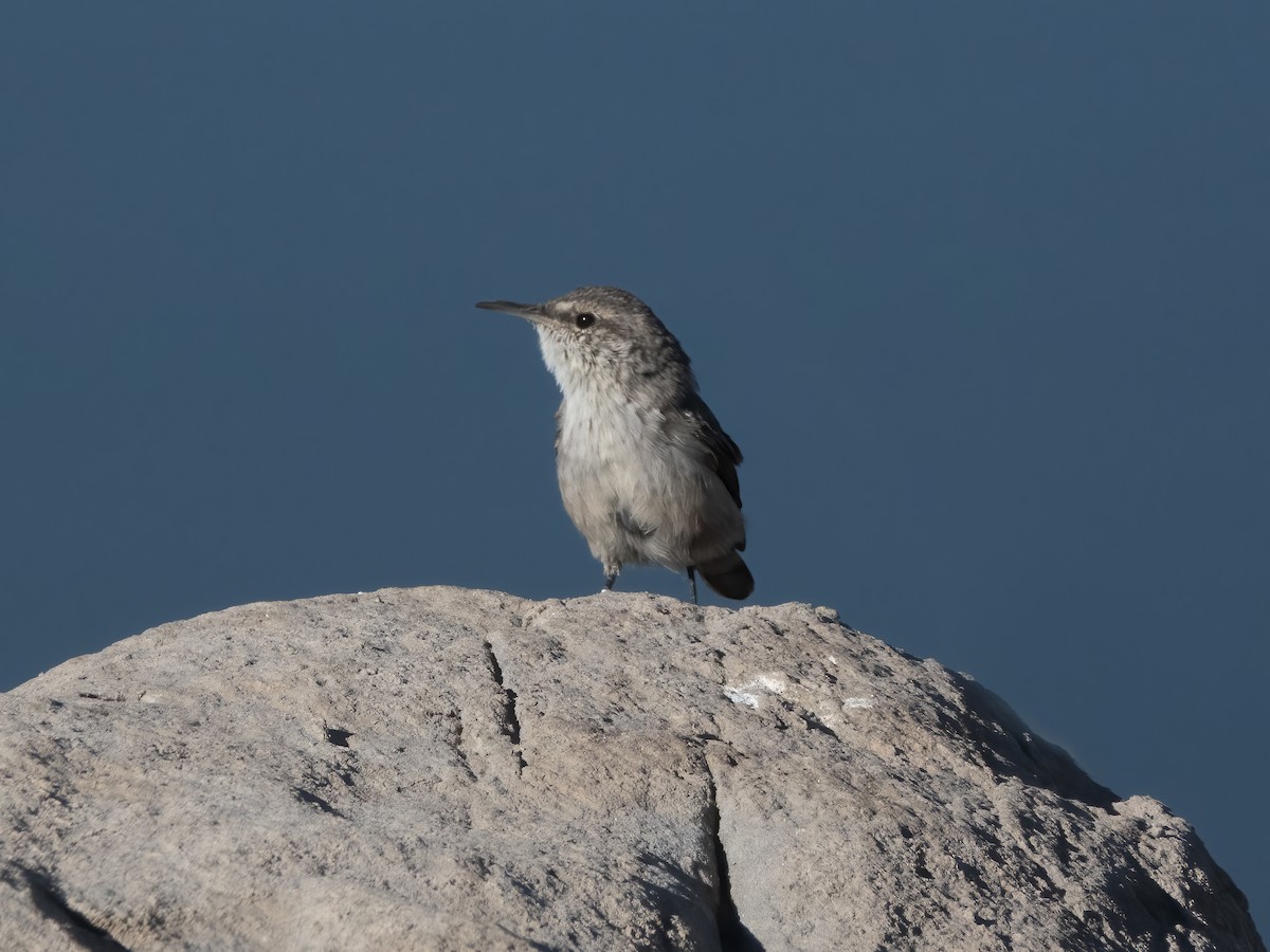 Rock Wren - ML641998657