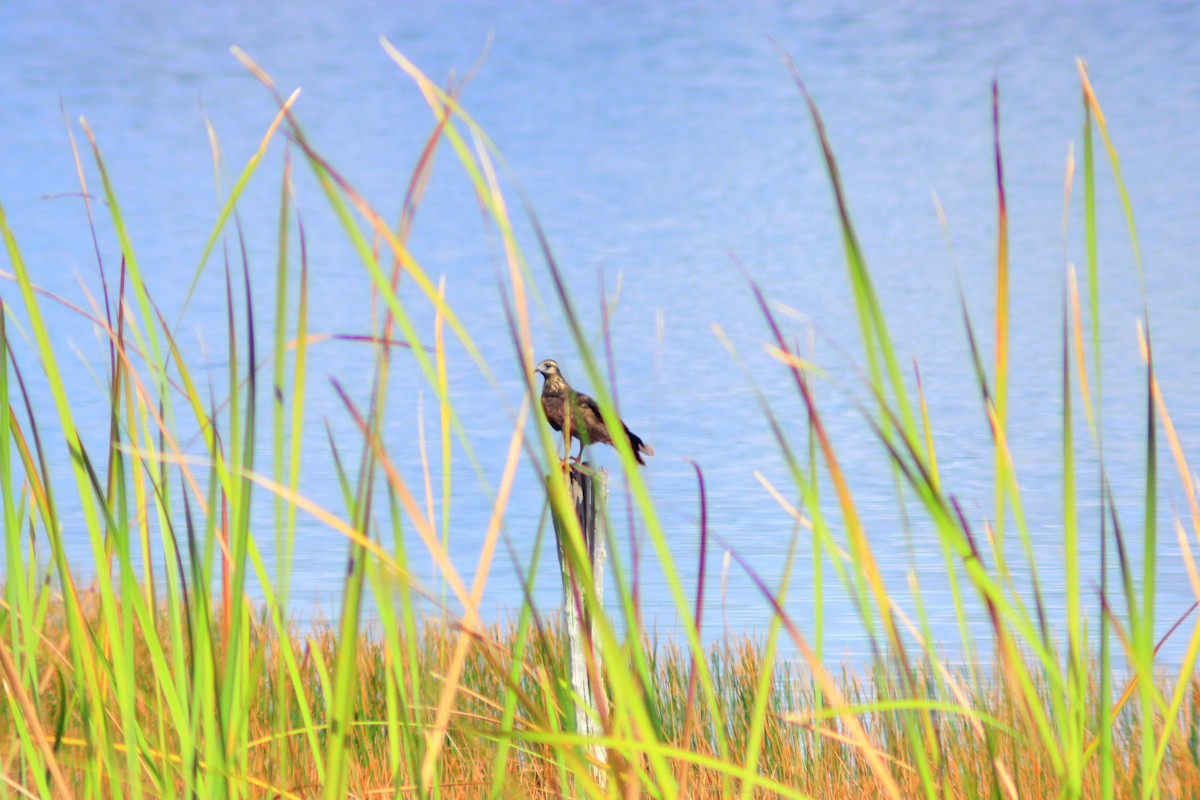 Snail Kite - ML641998672
