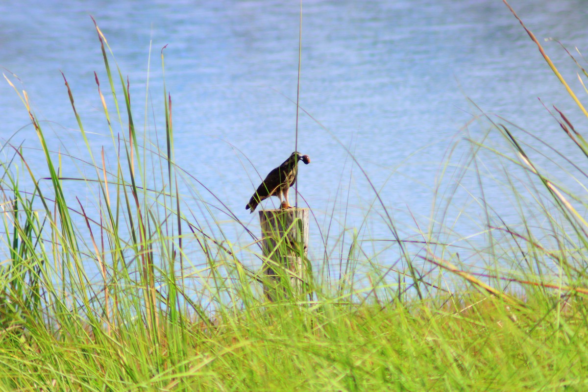 Snail Kite - ML641998673