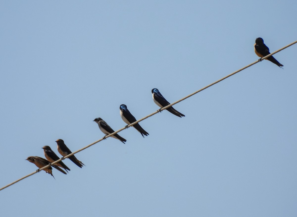 Tree Swallow - ML641998687