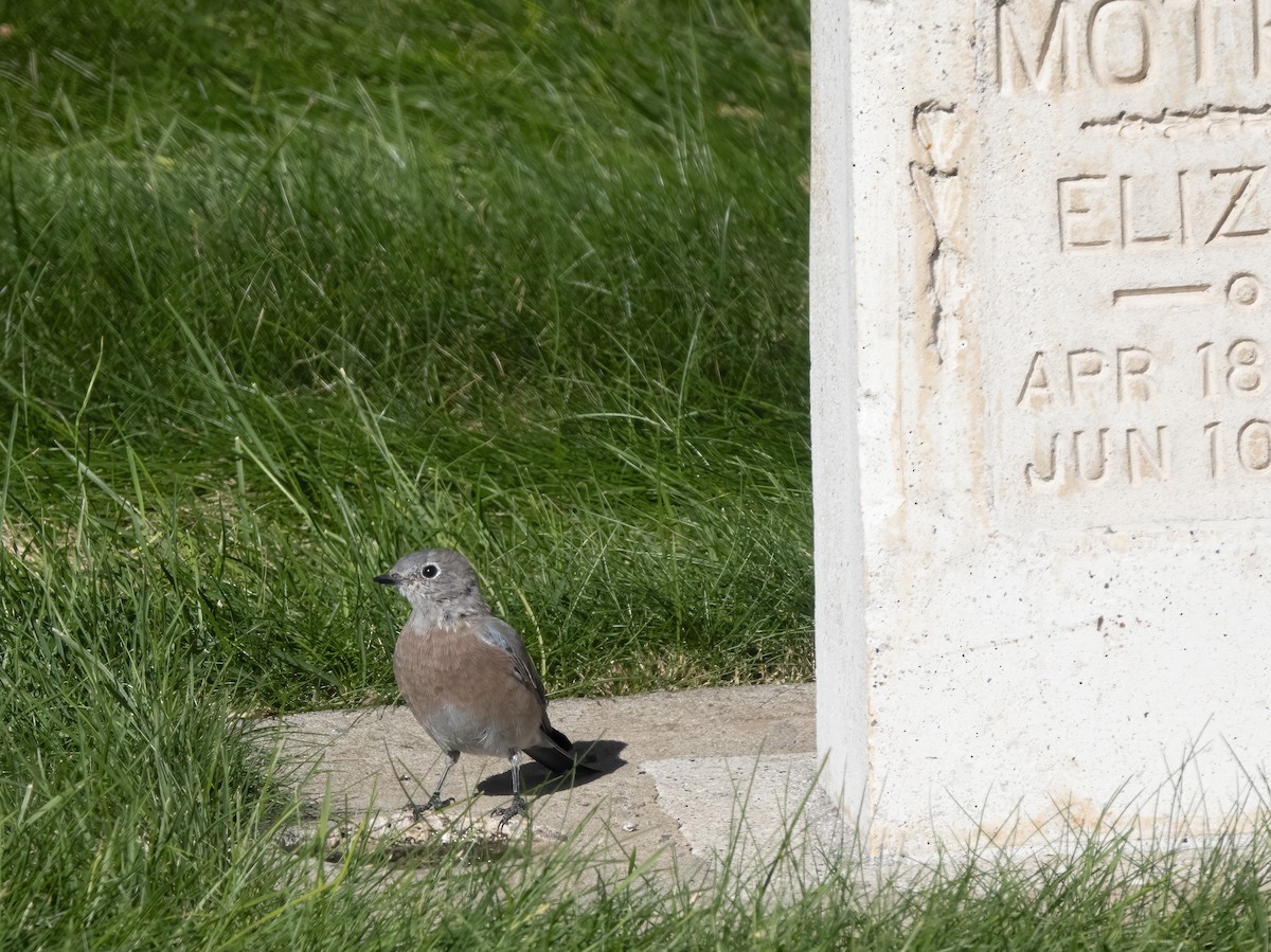 Western Bluebird - ML641998692