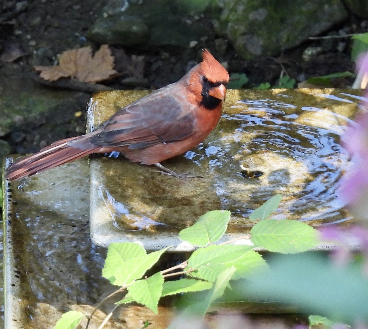 Northern Cardinal - ML641998693