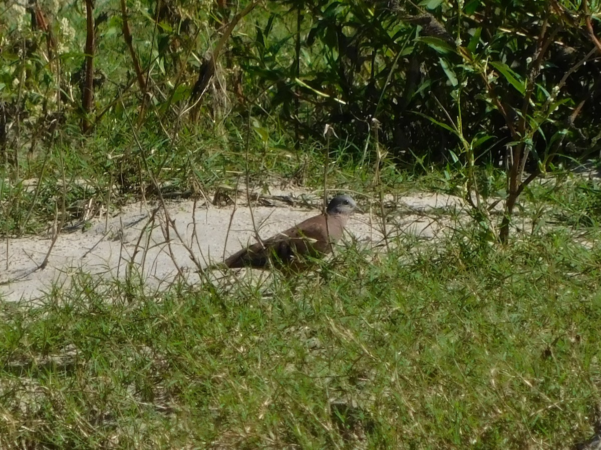 Ruddy Ground Dove - ML641998701