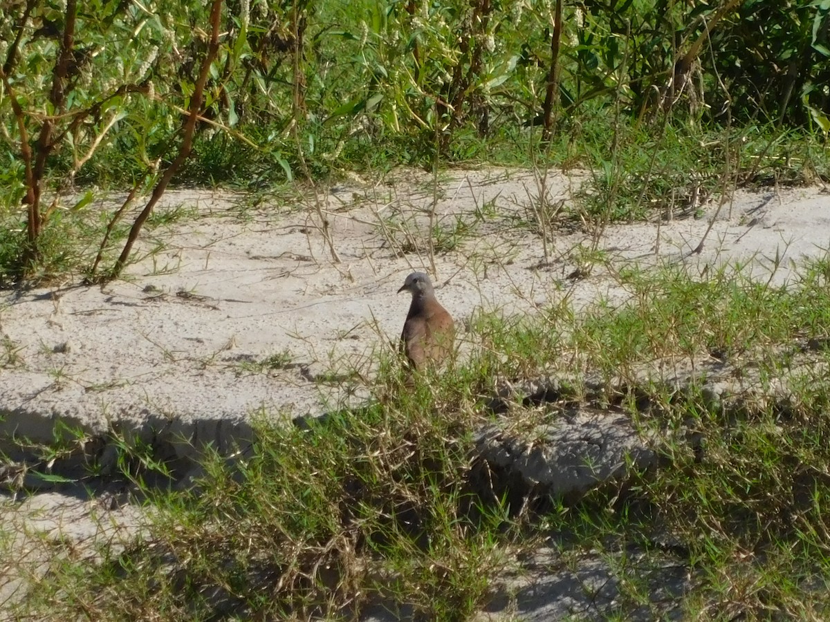 Ruddy Ground Dove - ML641998703