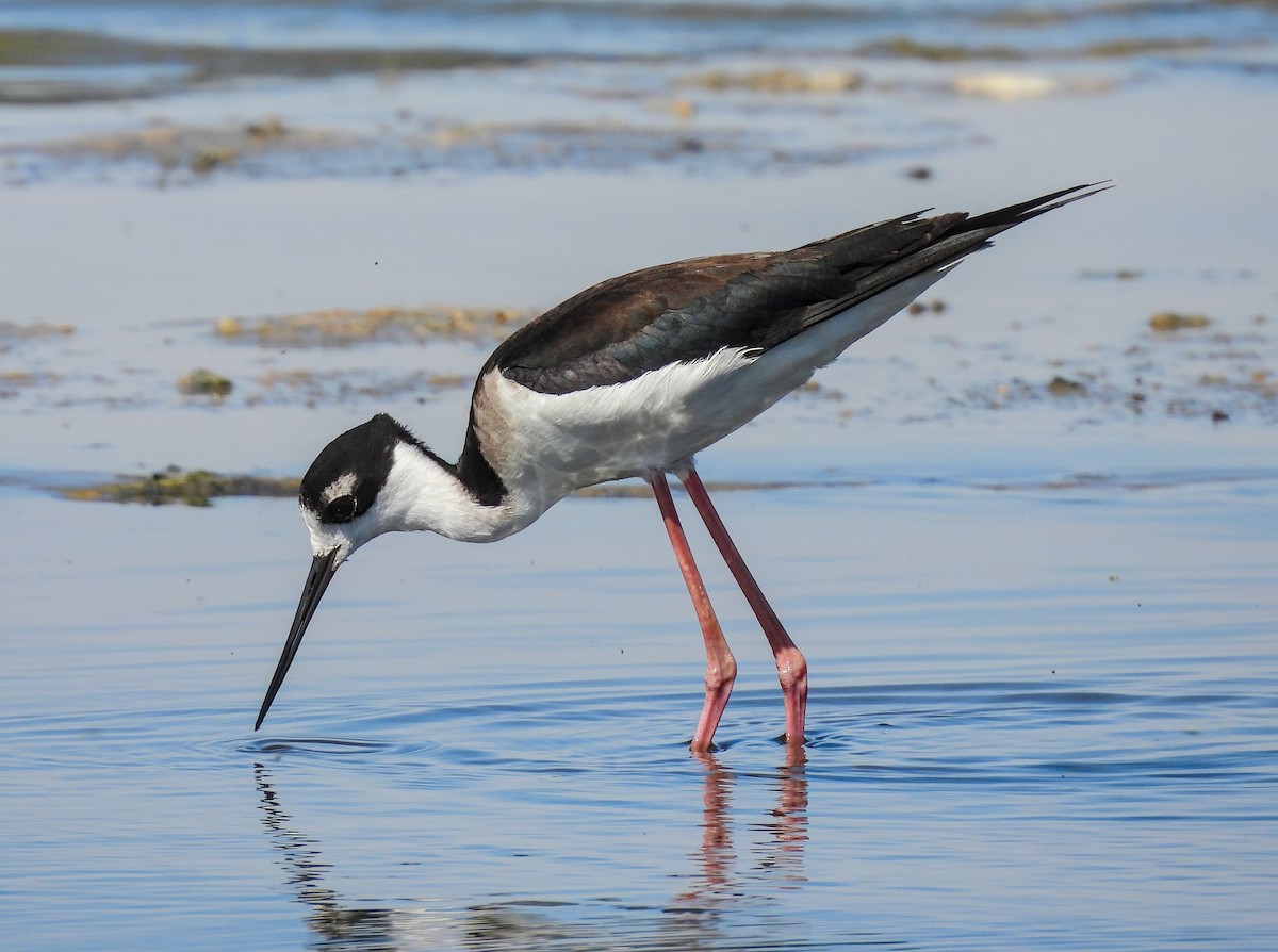 Black-necked Stilt - ML641998719
