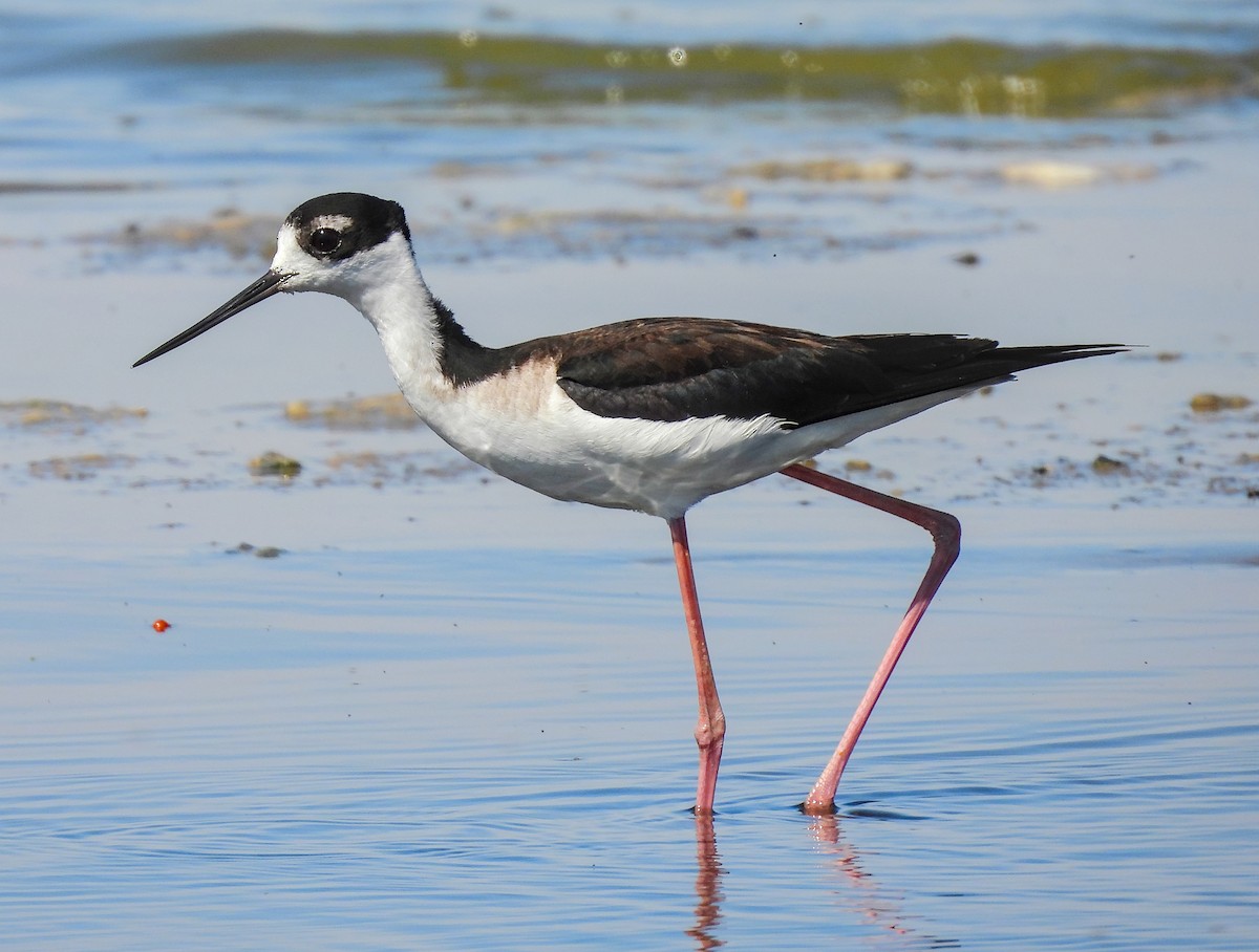 Black-necked Stilt - ML641998720