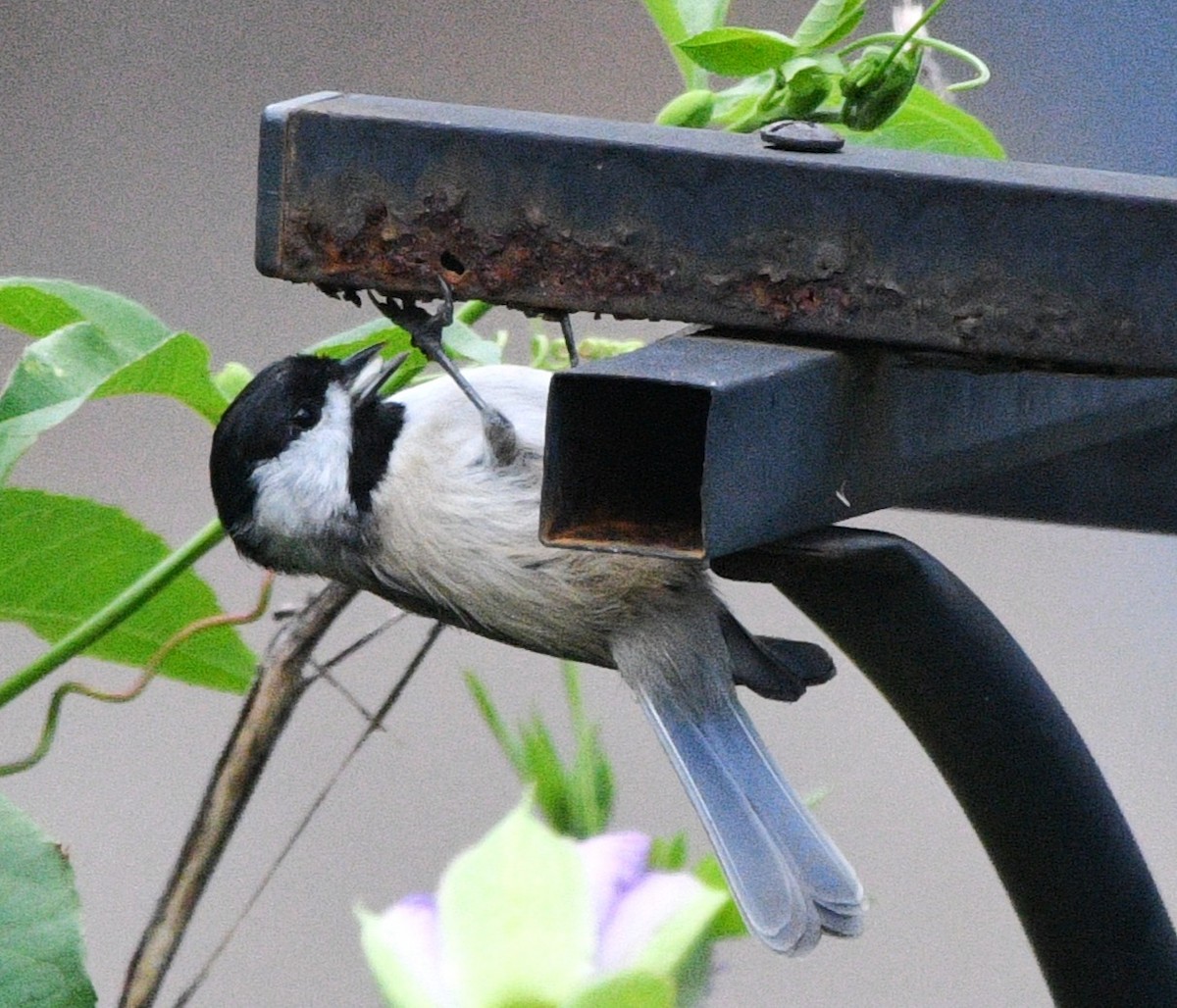 Carolina Chickadee - ML641998731