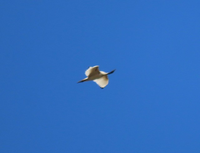 Australian Ibis - ML641998733