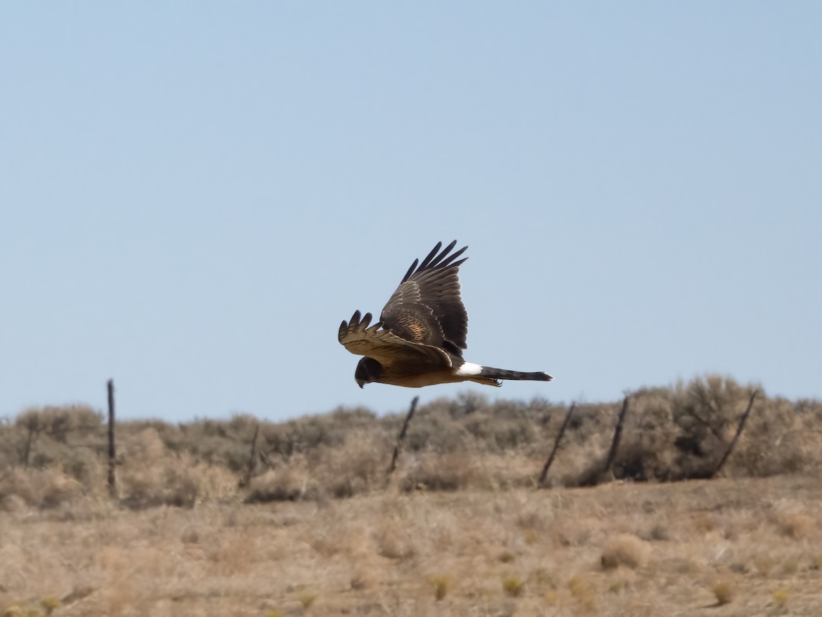 Northern Harrier - ML641998734