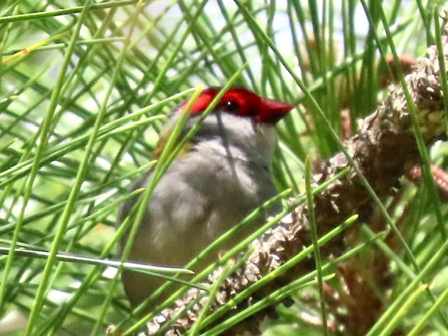 Red-browed Firetail - ML641998748