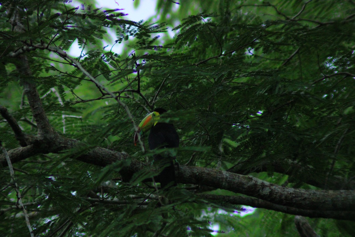Keel-billed Toucan - ML641998772
