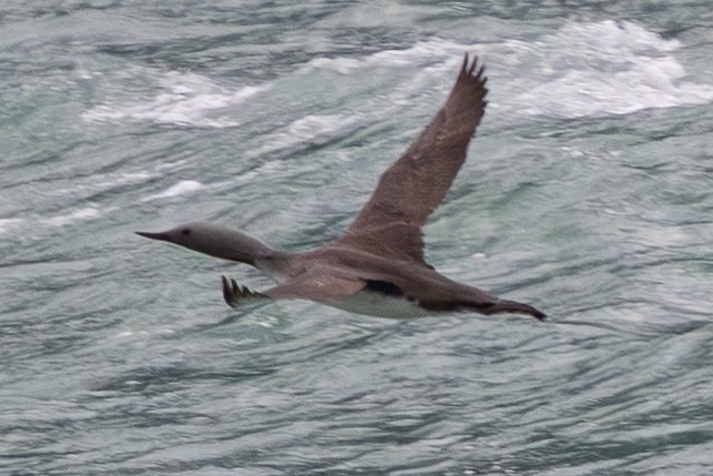 Plongeon catmarin - ML641998778