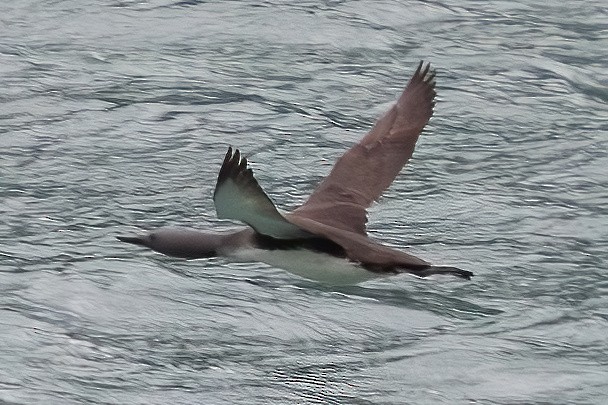 Plongeon catmarin - ML641998781