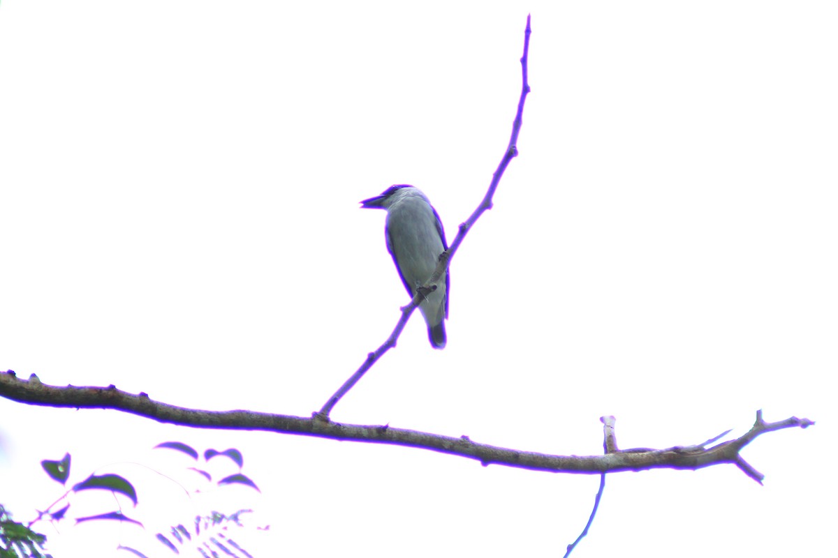 Black-crowned Tityra - ML641998801