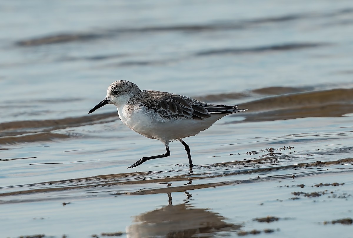 Sanderling - ML641998808