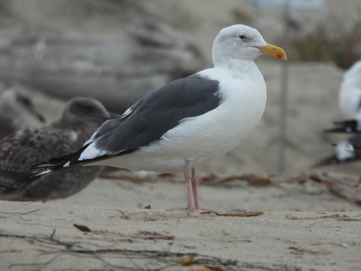 Western Gull - ML641998819