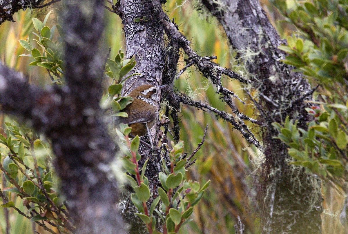 Timberline Wren - ML641998823