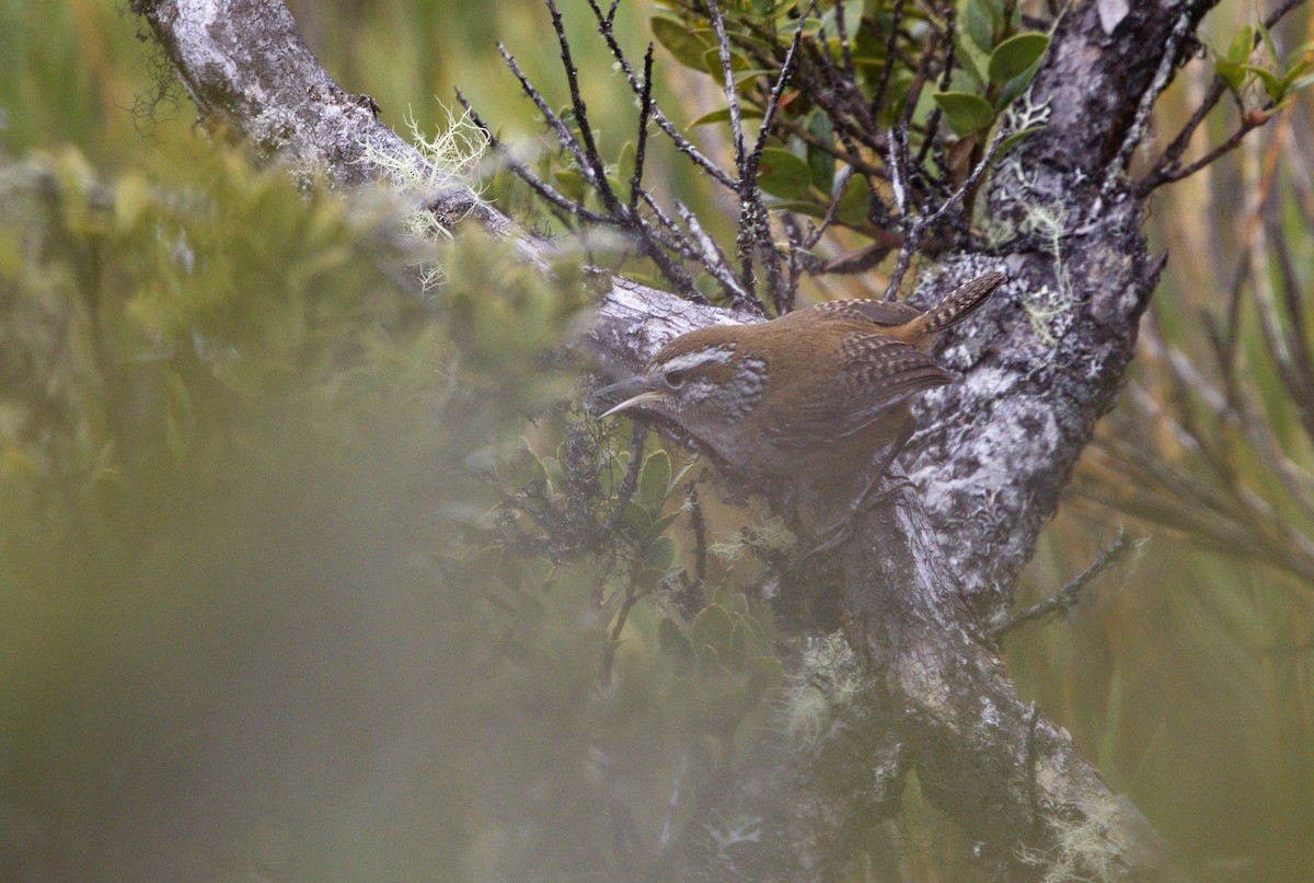 Timberline Wren - ML641998824