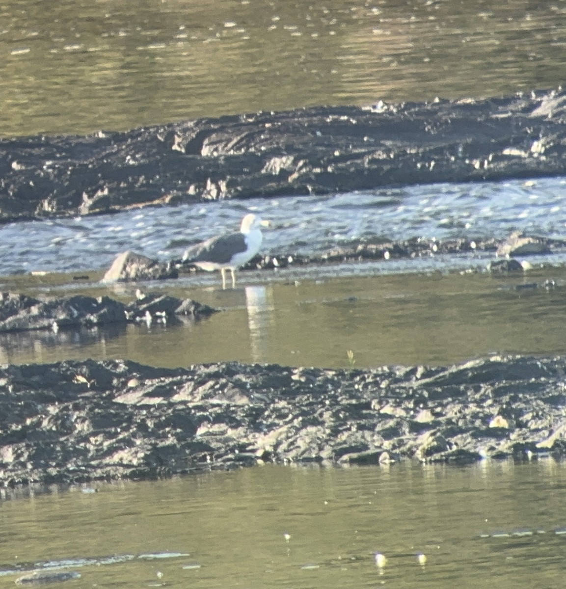 racek východní - ML641998838