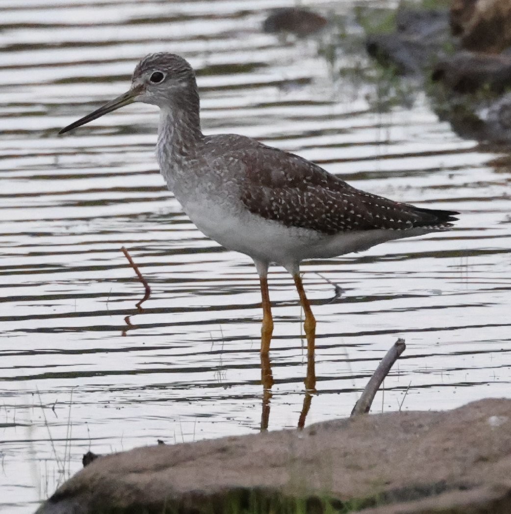 Greater Yellowlegs - ML641998841