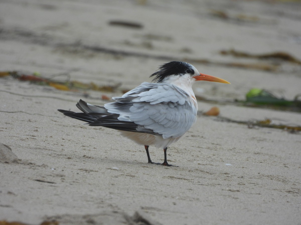 Elegant Tern - ML641998842