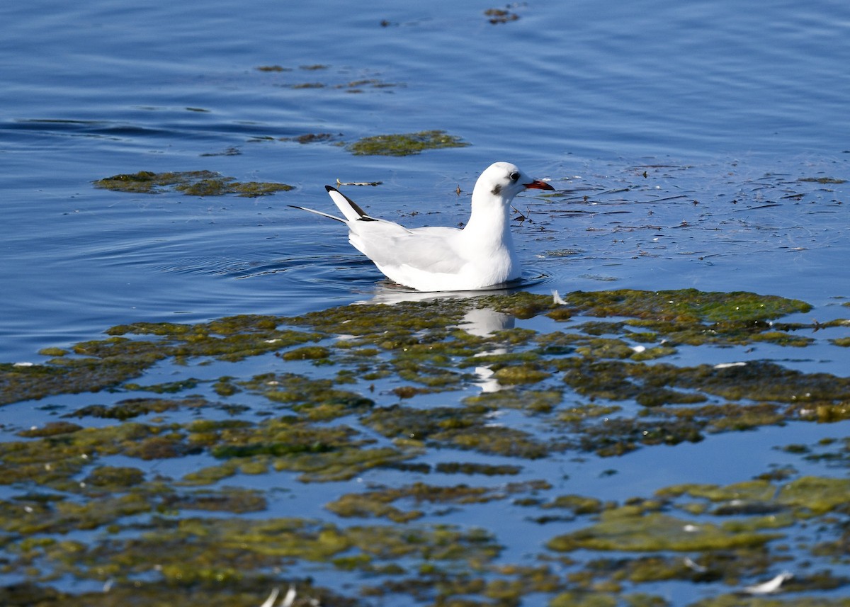 Black-headed Gull - ML641998845