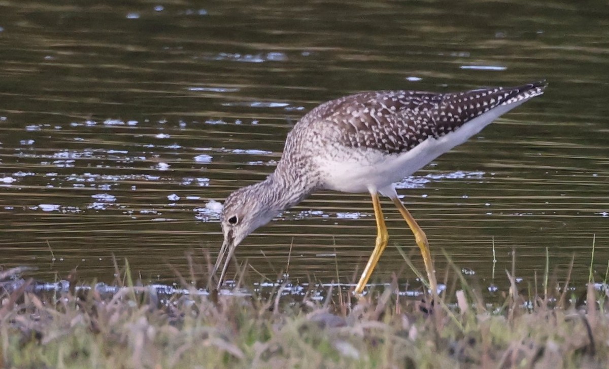 Greater Yellowlegs - ML641998846