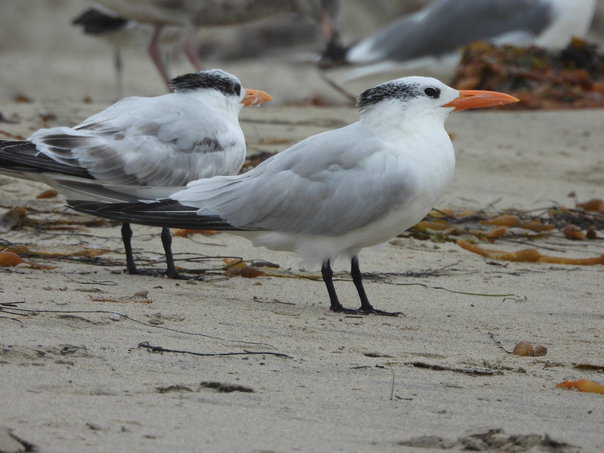 Royal Tern - ML641998847