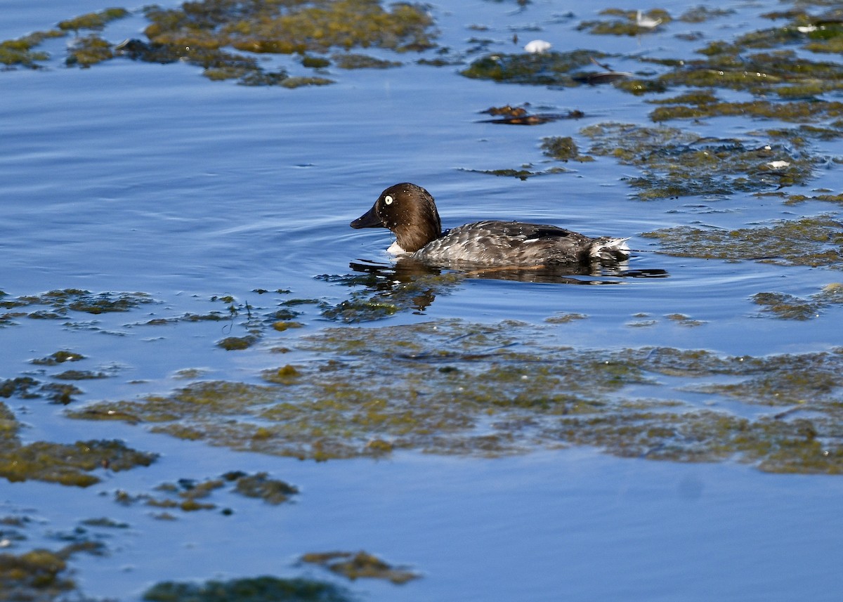Common Goldeneye - ML641998848