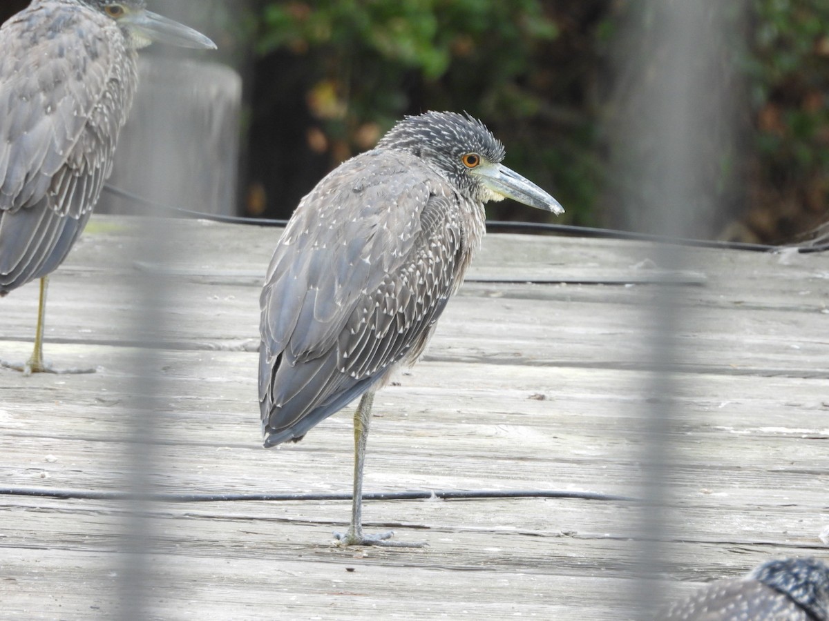 Yellow-crowned Night Heron - ML641998850