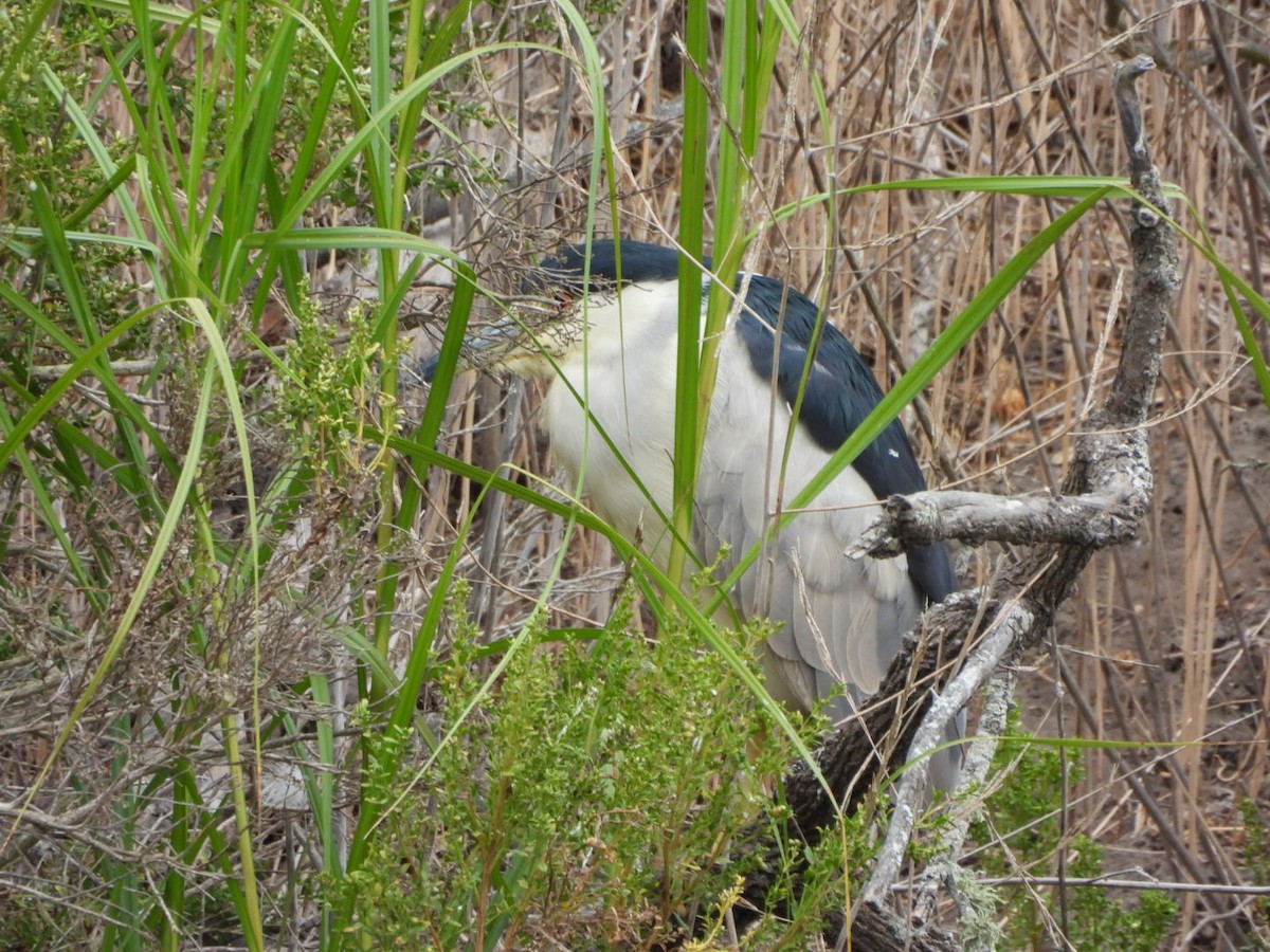Black-crowned Night Heron - ML641998851