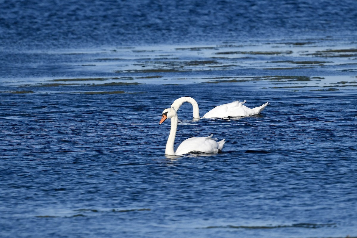 Mute Swan - ML641998852