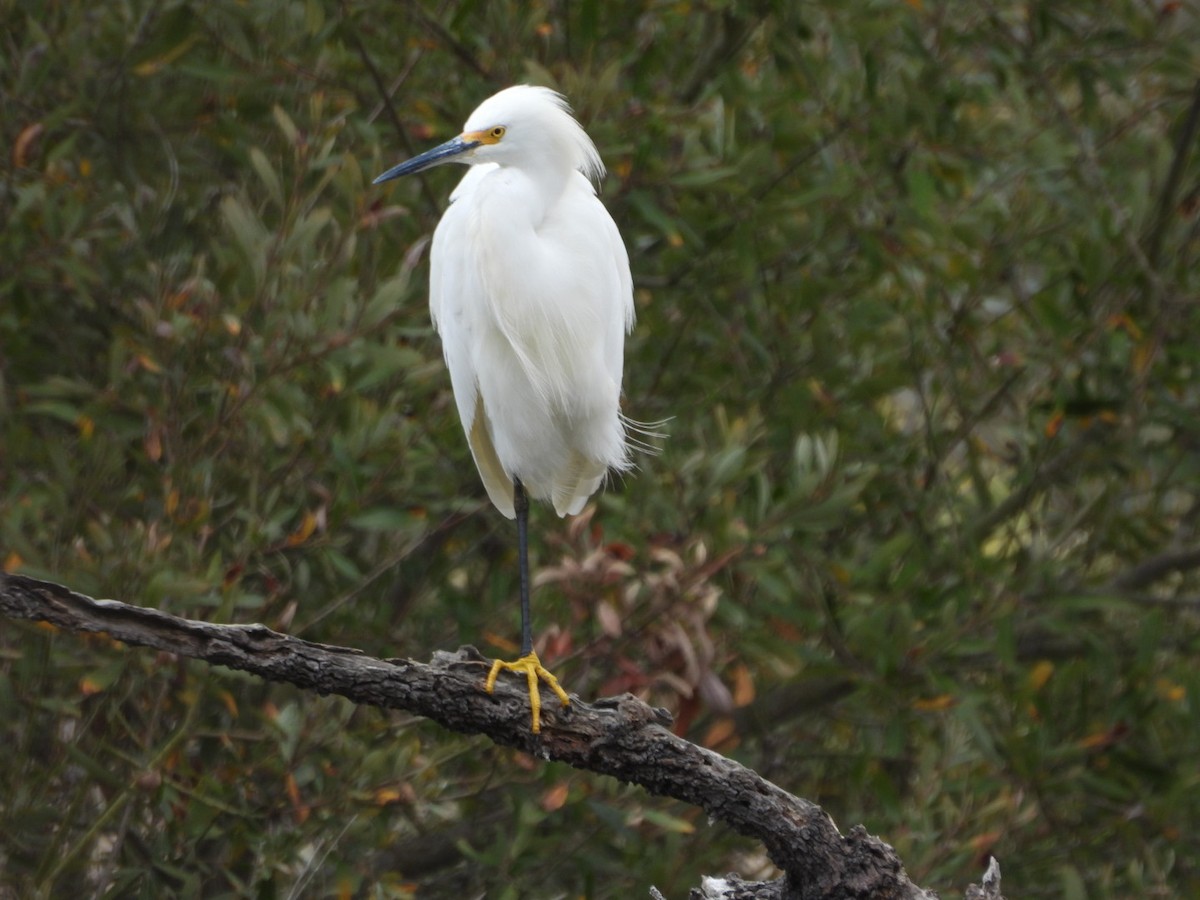Snowy Egret - ML641998853