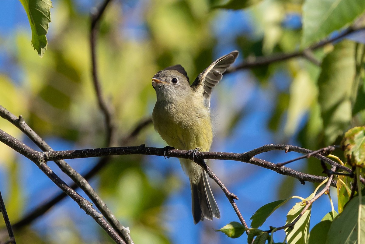 Hammond's Flycatcher - ML641998854