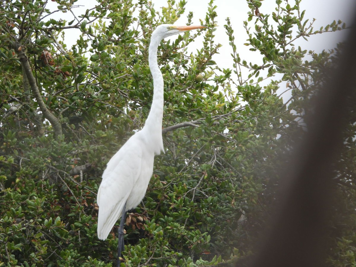 Great Egret - ML641998855