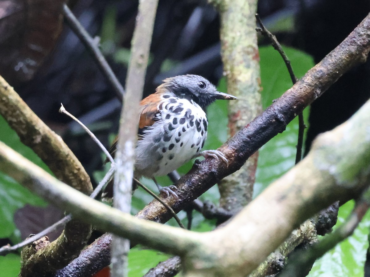Spotted Antbird - ML641998856