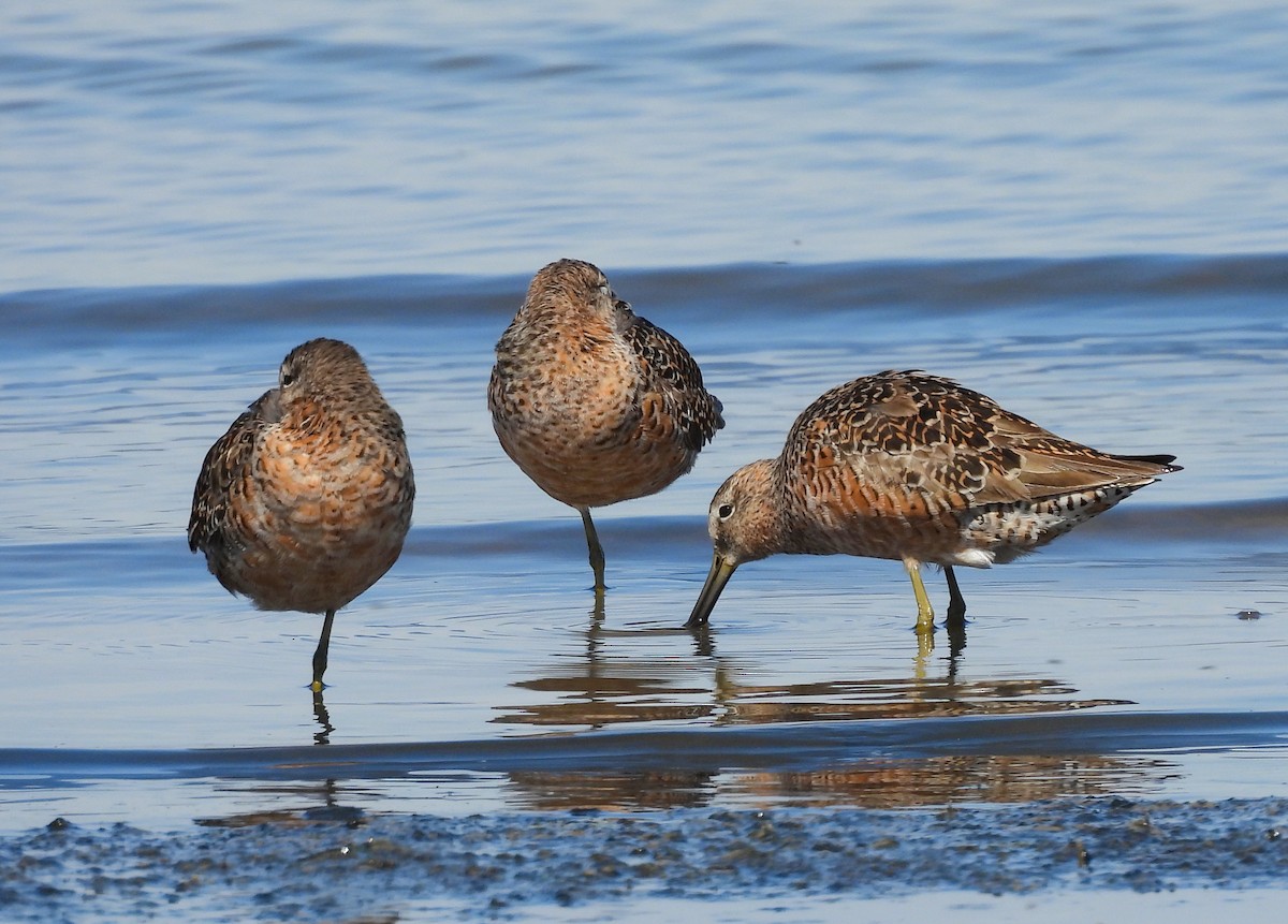 Short-billed/Long-billed Dowitcher - ML641998861