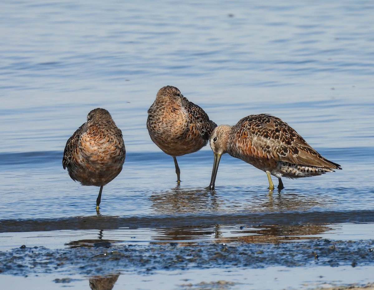 Short-billed/Long-billed Dowitcher - ML641998862