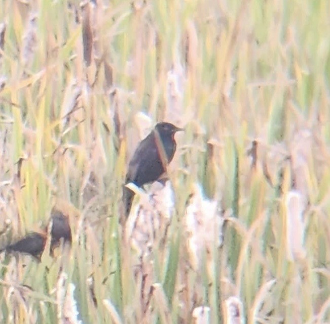 Common Grackle - ML641998863