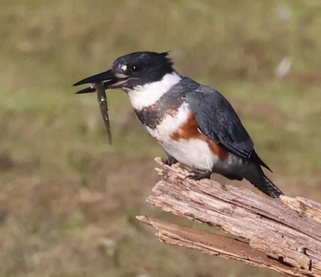 Belted Kingfisher - ML641998866